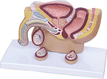 MALE PELVIS WITH TESTICLE