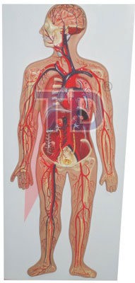 circulatory system