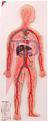 human circulatory system