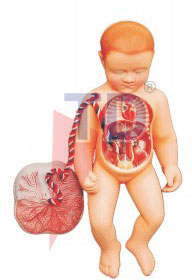 human fetal circulation