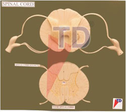 spinal cord