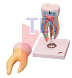 human tooth molar 15 times