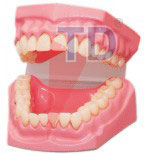 dental care model