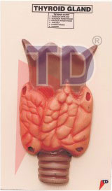 thyroid gland