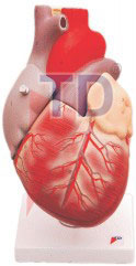 human heart 