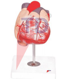 human heart model