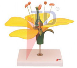 typical flower model