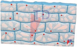 onion epidermal cell