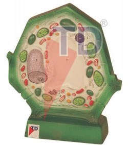 plant cell model