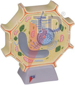 plant cell model