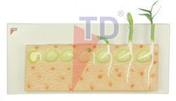dicot pea seed germination model 