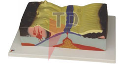 tectonic plates model