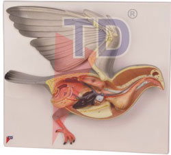 bird disection model