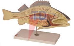 fish disection model