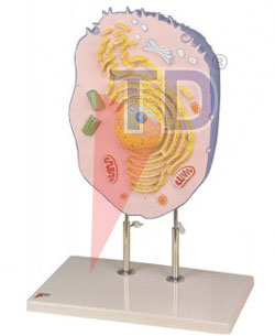 animal cell model