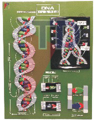 dna model