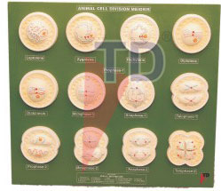 animal cell division meiosis