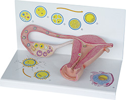 STAGES OF FERTILISATION AND THE DEVELOPMENT OF THE EMBRYO