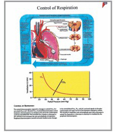 human fetal circulation