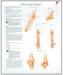 human fetal circulation