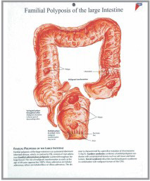 human fetal circulation