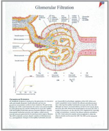 human fetal circulation