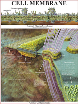 CELL MEMBRANE