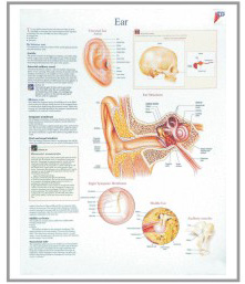 human fetal circulation