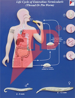 enterobilus-vermicularis-life-cycle