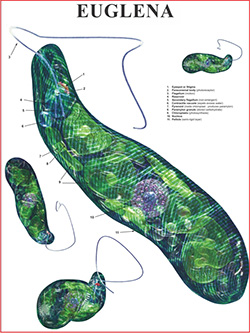 EUGLENA