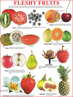  FLESHY FRUITS