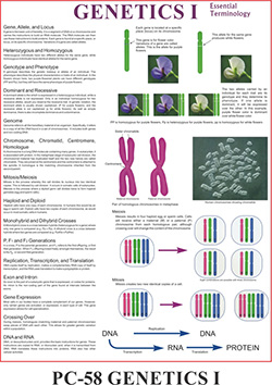  GENETICS I