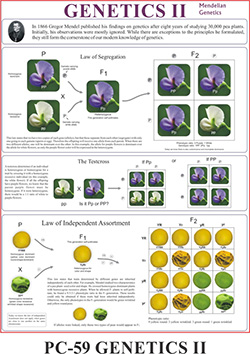 genetics-2