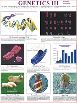 genetics-3