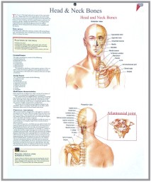 human skin model