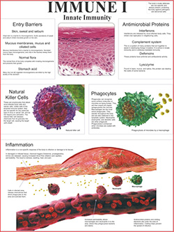 immune-1