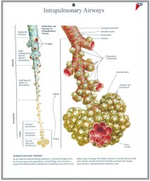 human fetal circulation