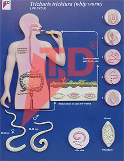 trichuris-trichiura-life-cycle